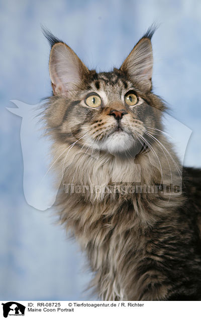 Maine Coon Portrait / RR-08725