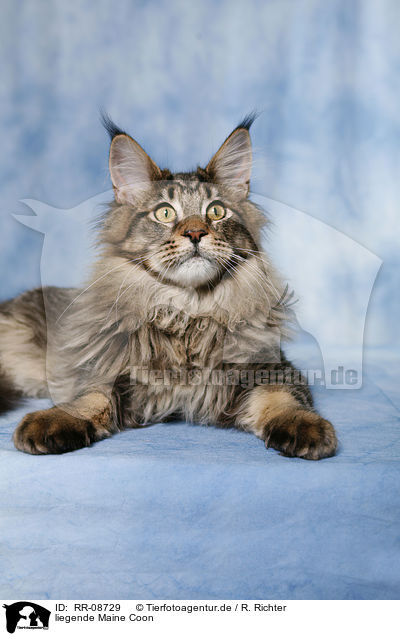 liegende Maine Coon / RR-08729