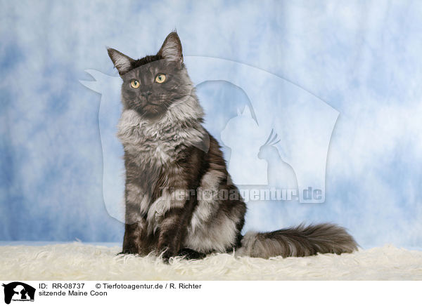 sitzende Maine Coon / sitting Maine Coon / RR-08737