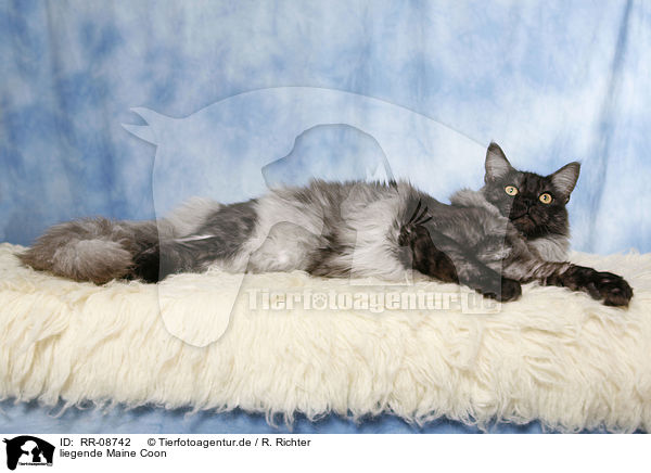 liegende Maine Coon / lying Maine Coon / RR-08742
