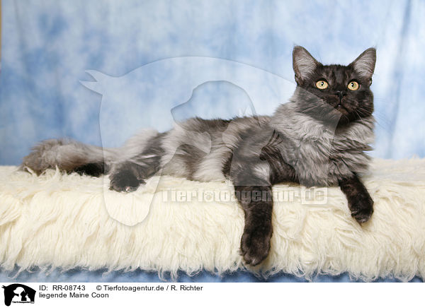 liegende Maine Coon / lying Maine Coon / RR-08743