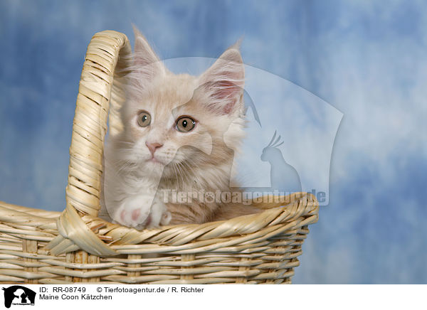 Maine Coon K�tzchen / Maine Coon kitten / RR-08749