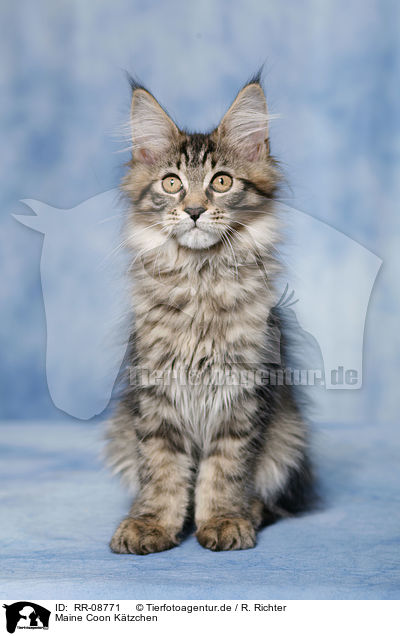 Maine Coon Ktzchen / RR-08771