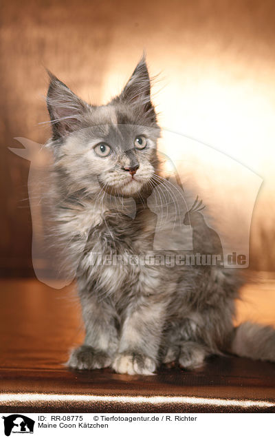 Maine Coon Ktzchen / RR-08775