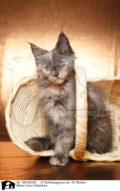 Maine Coon Ktzchen / RR-08780