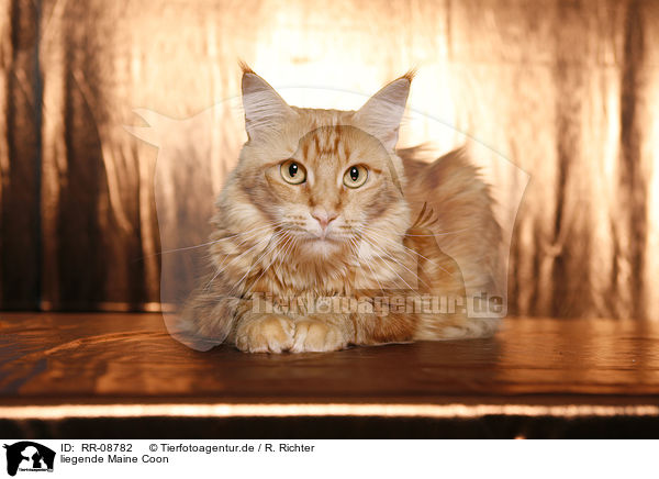 liegende Maine Coon / lying Maine Coon / RR-08782