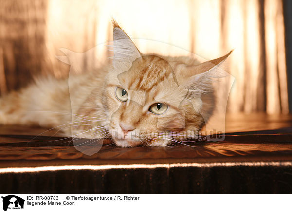 liegende Maine Coon / lying Maine Coon / RR-08783