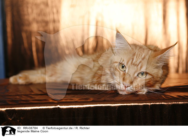 liegende Maine Coon / lying Maine Coon / RR-08784