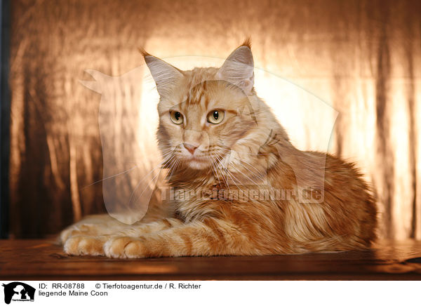 liegende Maine Coon / lying Maine Coon / RR-08788