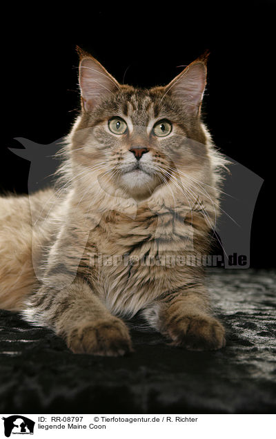 liegende Maine Coon / RR-08797