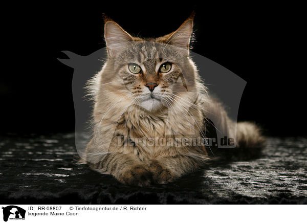 liegende Maine Coon / lying Maine Coon / RR-08807