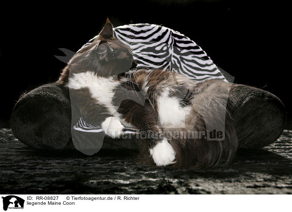 liegende Maine Coon / lying Maine Coon / RR-08827