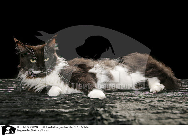 liegende Maine Coon / lying Maine Coon / RR-08828
