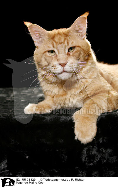 liegende Maine Coon / lying Maine Coon / RR-08829
