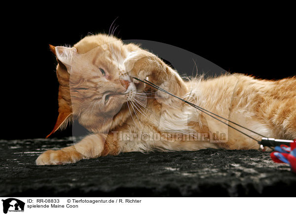 spielende Maine Coon / playing Maine Coon / RR-08833