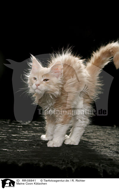 Maine Coon Ktzchen / Maine Coon Kitten / RR-08841