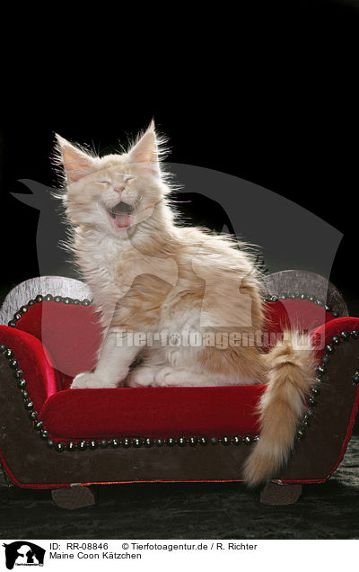 Maine Coon Ktzchen / Maine Coon Kitten / RR-08846