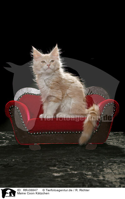 Maine Coon Ktzchen / Maine Coon Kitten / RR-08847