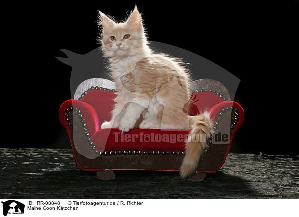 Maine Coon Ktzchen / Maine Coon Kitten / RR-08848
