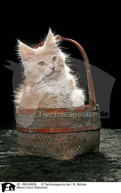 Maine Coon K�tzchen / Maine Coon Kitten / RR-08856