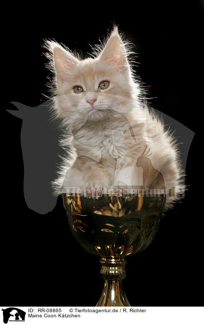 Maine Coon Ktzchen / Maine Coon Kitten / RR-08865