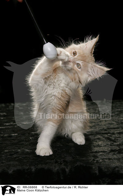 Maine Coon Ktzchen / Maine Coon Kitten / RR-08868