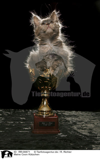 Maine Coon Ktzchen / Maine Coon Kitten / RR-08871