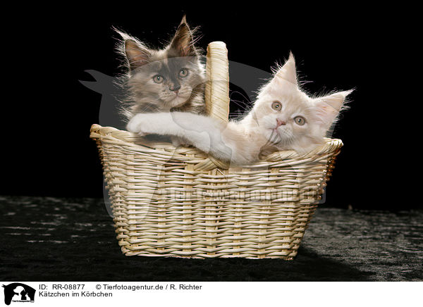 K�tzchen im K�rbchen / kitten in basket / RR-08877