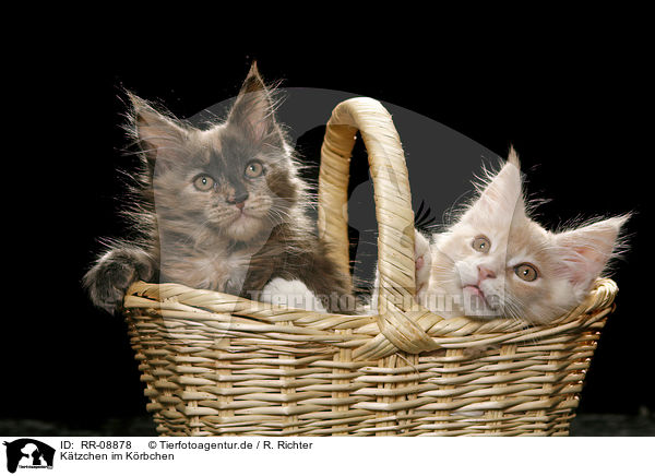 Ktzchen im Krbchen / kitten in basket / RR-08878