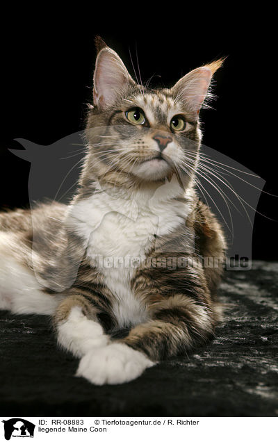 liegende Maine Coon / RR-08883