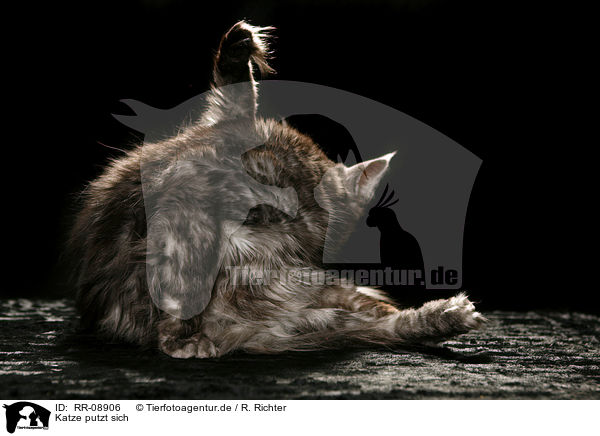 Katze putzt sich / cleaning cat / RR-08906