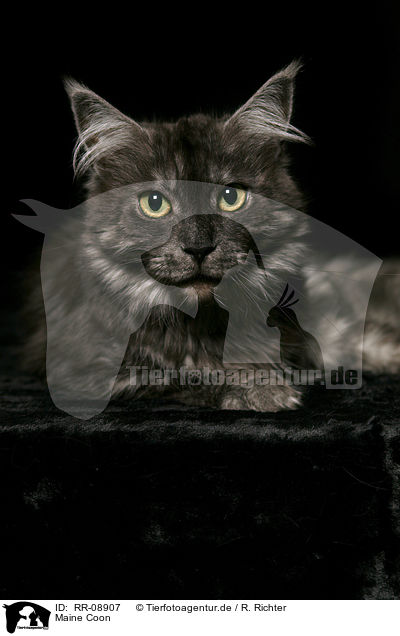 Maine Coon / Maine Coon / RR-08907