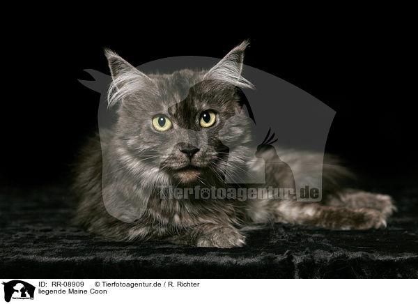 liegende Maine Coon / lying Maine Coon / RR-08909