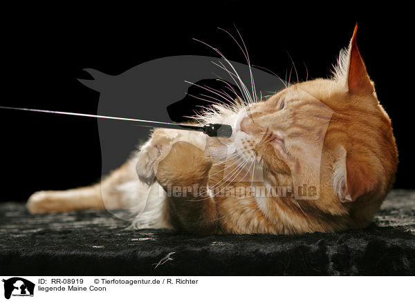 liegende Maine Coon / lying Maine Coon / RR-08919