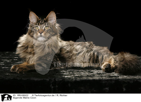 liegende Maine Coon / lying Maine Coon / RR-08922