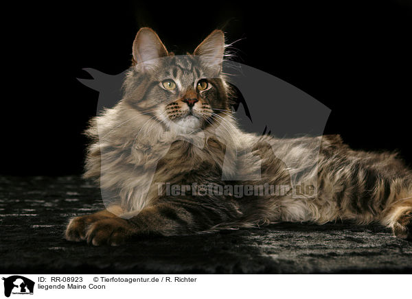 liegende Maine Coon / lying Maine Coon / RR-08923
