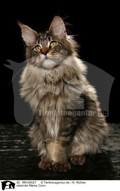 sitzende Maine Coon / sitting Maine Coon / RR-08927