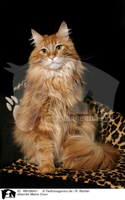 sitzende Maine Coon / sitting Maine Coon / RR-08941