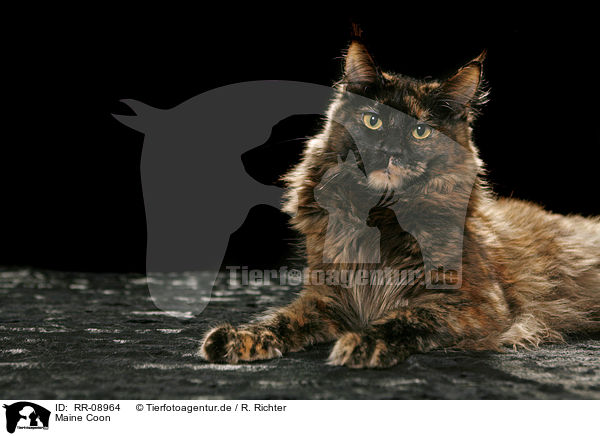 Maine Coon / Maine Coon / RR-08964