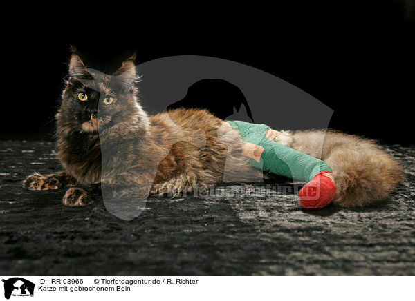 Katze mit gebrochenem Bein / RR-08966