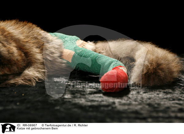 Katze mit gebrochenem Bein / broken leg / RR-08967