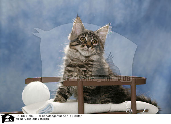 Maine Coon auf Schlitten / Maine Coon on sledge / RR-08968