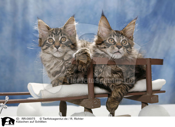 Ktzchen auf Schlitten / kitten on sledge / RR-08975