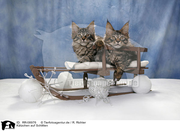 Ktzchen auf Schlitten / kitten on sledge / RR-08976