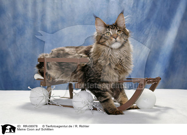 Maine Coon auf Schlitten / RR-08978