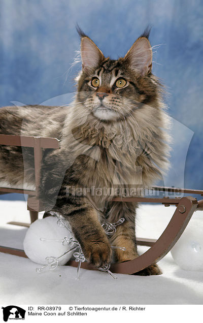 Maine Coon auf Schlitten / Maine Coon on sledge / RR-08979