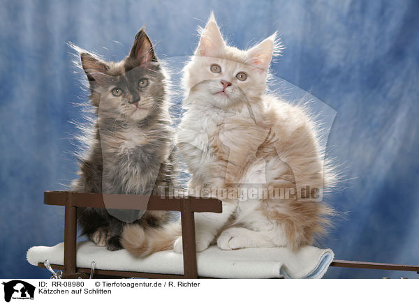 Ktzchen auf Schlitten / kitten on sledge / RR-08980