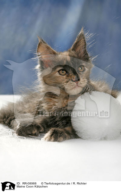 Maine Coon Ktzchen / Maine Coon Kitten / RR-08988