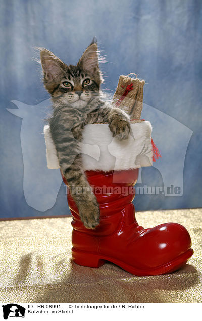 Ktzchen im Stiefel / Kitten in boot / RR-08991