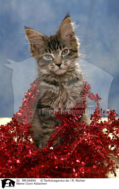 Maine Coon Ktzchen / Maine Coon kitten / RR-08994